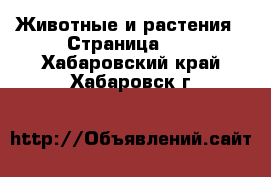  Животные и растения - Страница 17 . Хабаровский край,Хабаровск г.